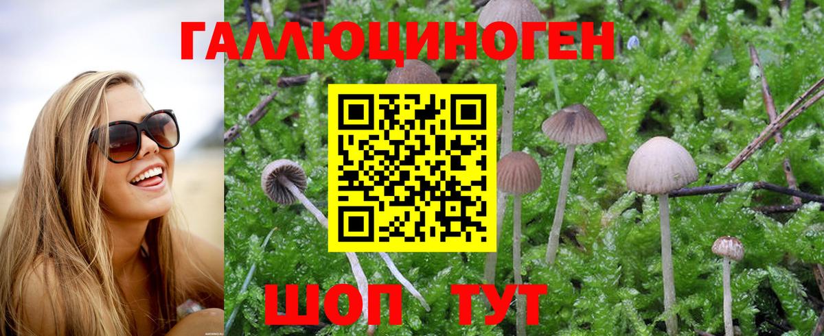 Псилоцибиновые грибы Psilocybine cubensis Унеча